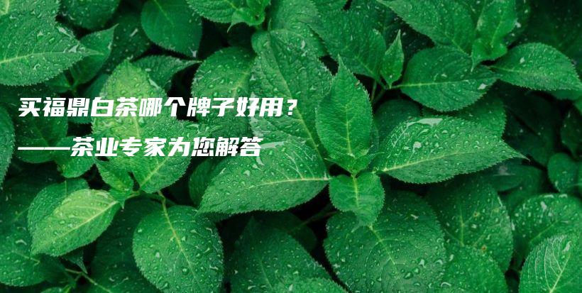 买福鼎白茶哪个牌子好用？——茶业专家为您解答插图