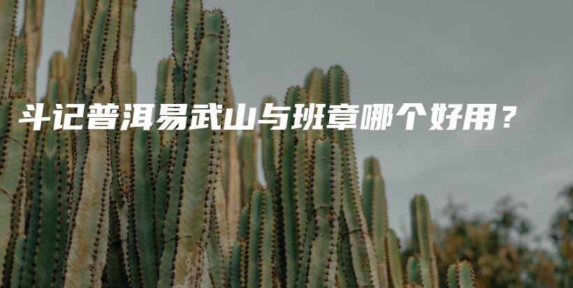 斗记普洱易武山与班章哪个好用？插图