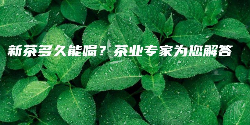 新茶多久能喝？茶业专家为您解答插图