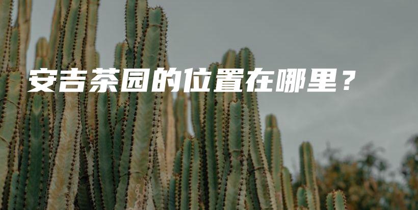 安吉茶园的位置在哪里？插图