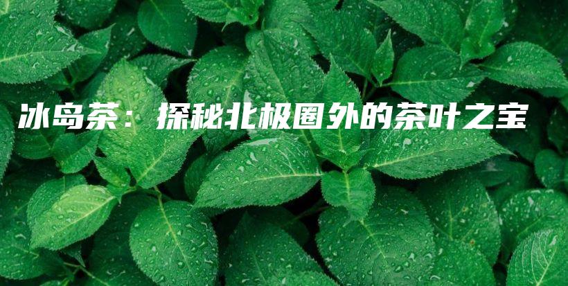 冰岛茶：探秘北极圈外的茶叶之宝插图