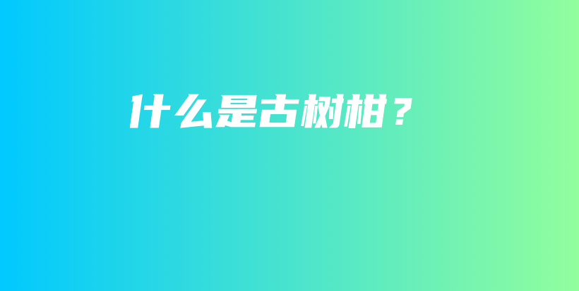 什么是古树柑？插图