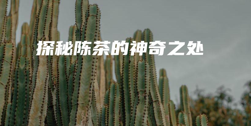 探秘陈茶的神奇之处插图