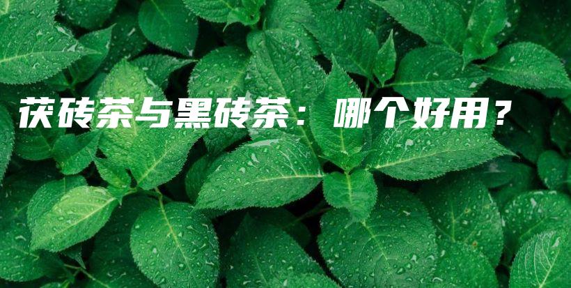 茯砖茶与黑砖茶：哪个好用？插图