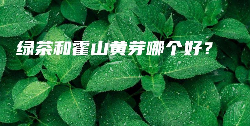 绿茶和霍山黄芽哪个好？插图