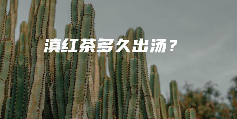 滇红茶多久出汤？插图