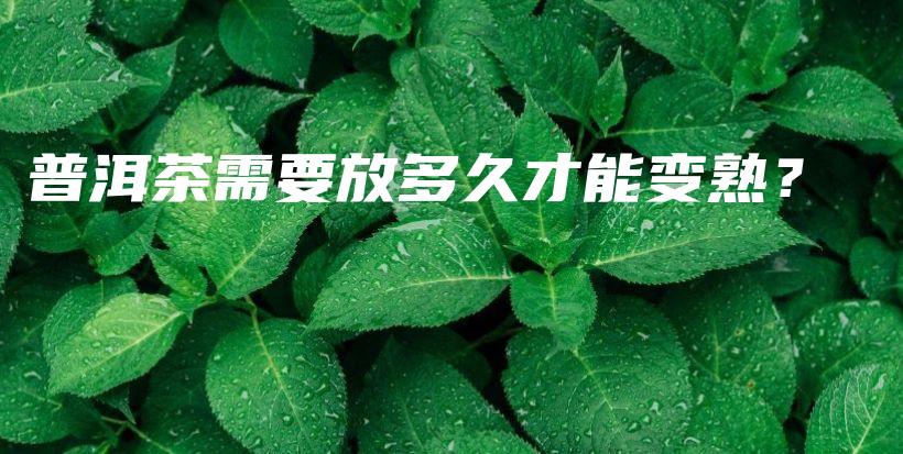 普洱茶需要放多久才能变熟？插图