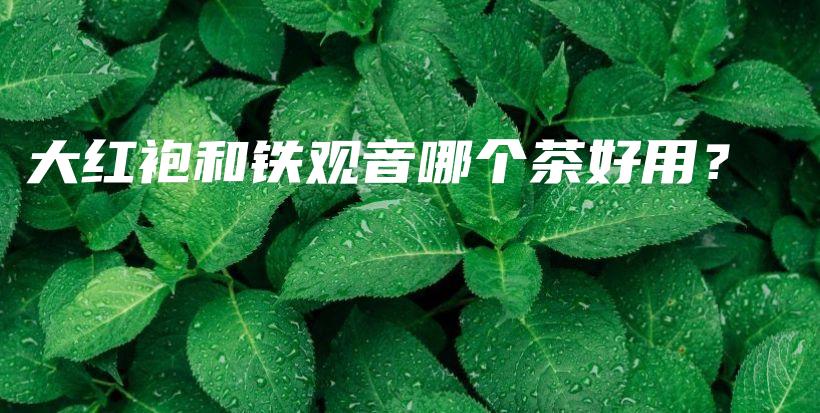 大红袍和铁观音哪个茶好用？插图