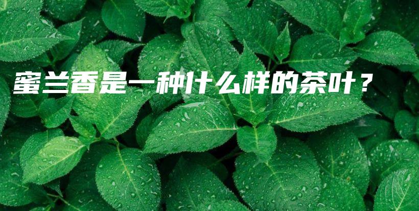 蜜兰香是一种什么样的茶叶？插图