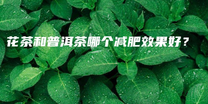 花茶和普洱茶哪个减肥效果好？插图