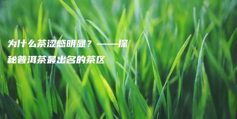 为什么茶涩感明显？——探秘普洱茶最出名的茶区插图