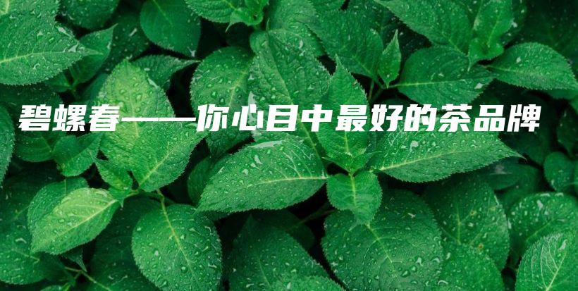 碧螺春——你心目中最好的茶品牌插图