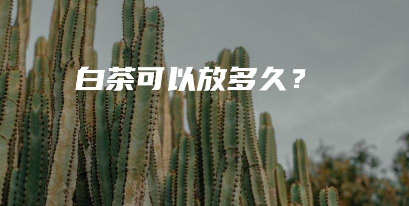 白茶可以放多久？插图