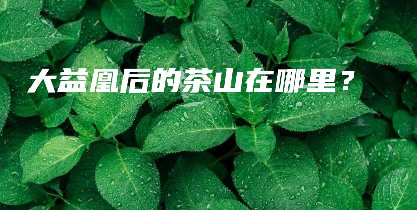 大益凰后的茶山在哪里？插图