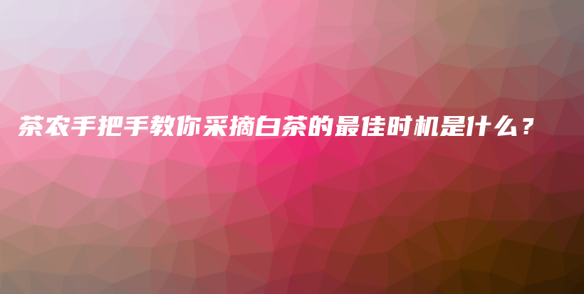 茶农手把手教你采摘白茶的最佳时机是什么？插图