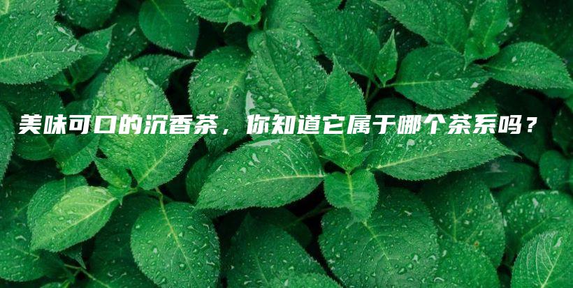 美味可口的沉香茶，你知道它属于哪个茶系吗？插图