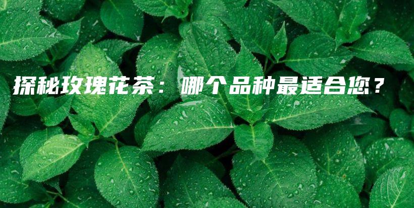 探秘玫瑰花茶：哪个品种最适合您？插图