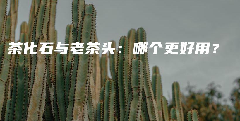 茶化石与老茶头：哪个更好用？插图