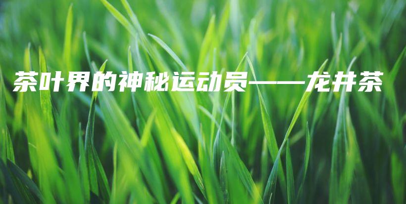 茶叶界的神秘运动员——龙井茶插图