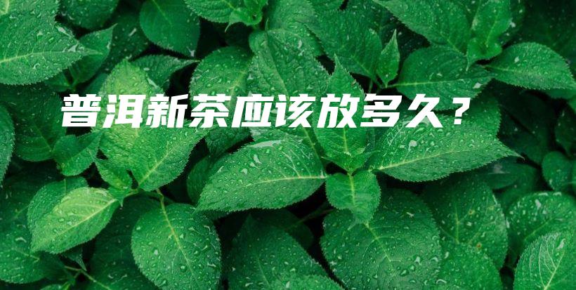 普洱新茶应该放多久？插图