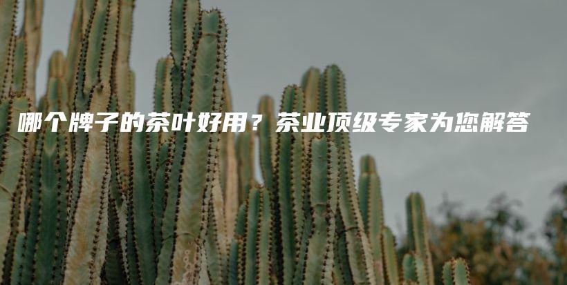 哪个牌子的茶叶好用？茶业顶级专家为您解答插图