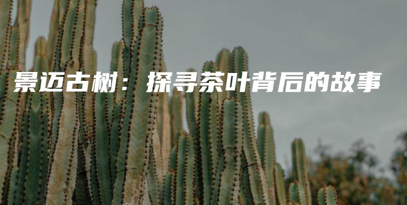 景迈古树：探寻茶叶背后的故事插图