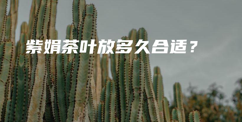 紫娟茶叶放多久合适？插图