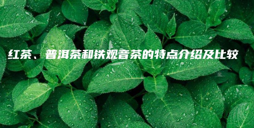 红茶、普洱茶和铁观音茶的特点介绍及比较插图