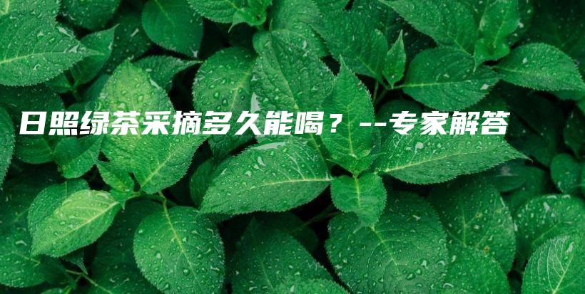 日照绿茶采摘多久能喝？–专家解答插图