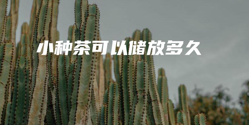 小种茶可以储放多久插图