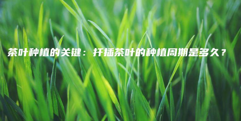 茶叶种植的关键：扦插茶叶的种植周期是多久？插图