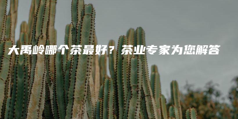 大禹岭哪个茶最好？茶业专家为您解答插图