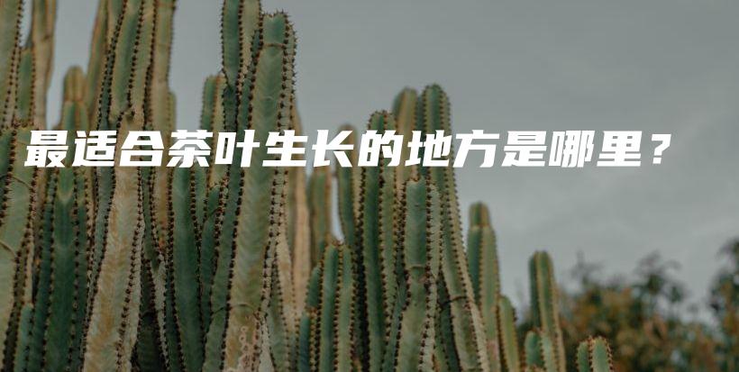 最适合茶叶生长的地方是哪里？插图