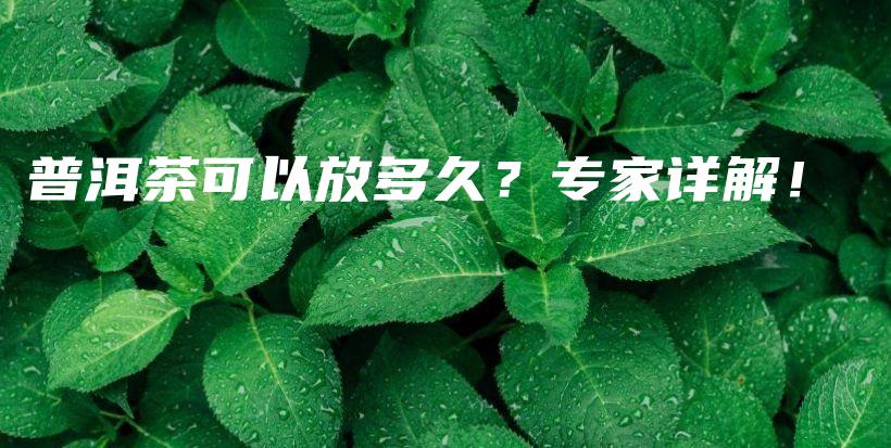 普洱茶可以放多久？专家详解！插图