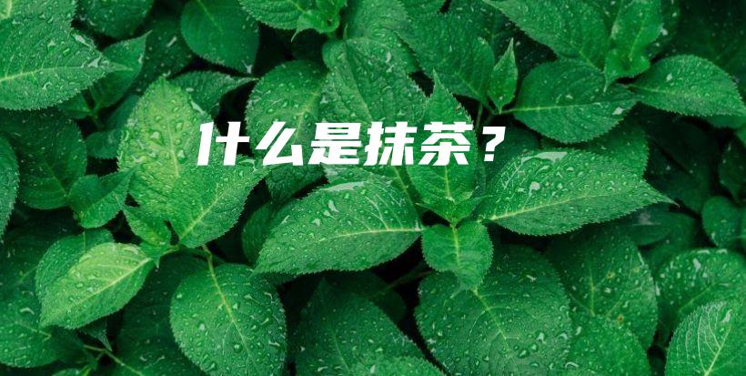 什么是抹茶？插图