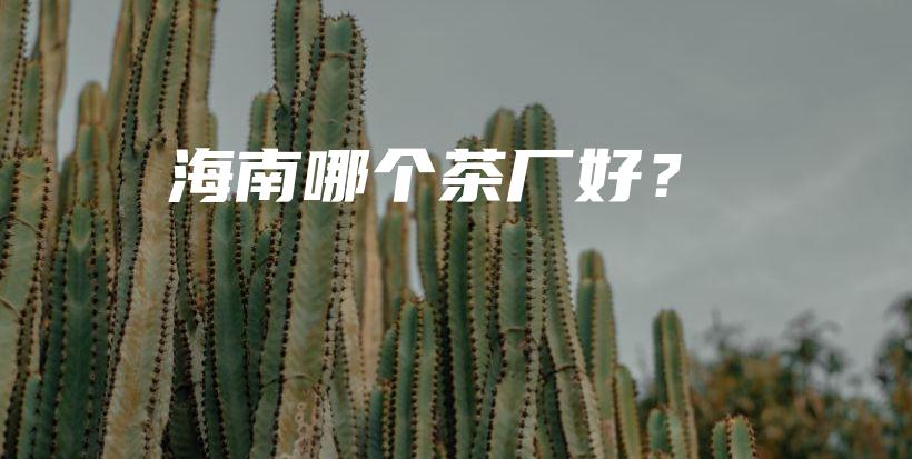 海南哪个茶厂好？插图