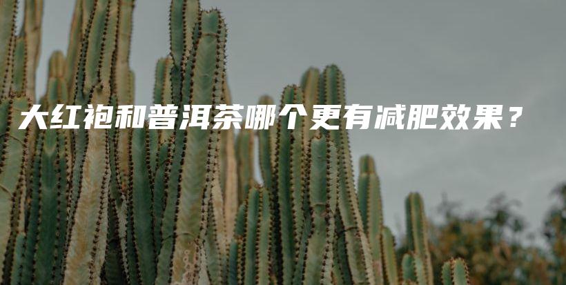 大红袍和普洱茶哪个更有减肥效果？插图