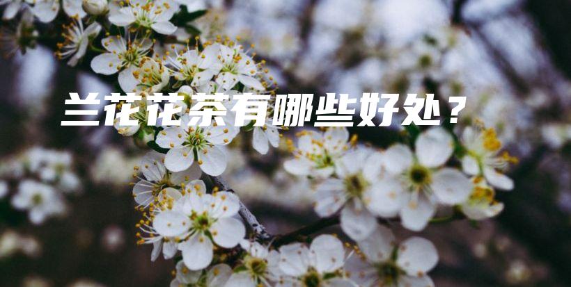 兰花花茶有哪些好处？插图