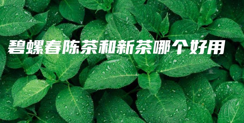 碧螺春陈茶和新茶哪个好用插图