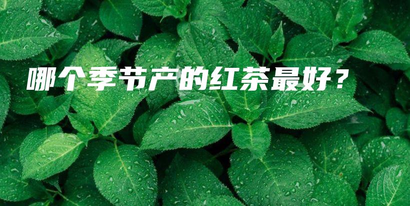 哪个季节产的红茶最好？插图