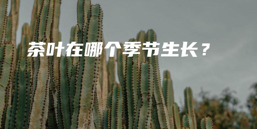 茶叶在哪个季节生长？插图