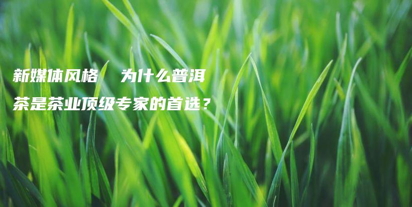 新媒体风格  为什么普洱茶是茶业顶级专家的首选？插图