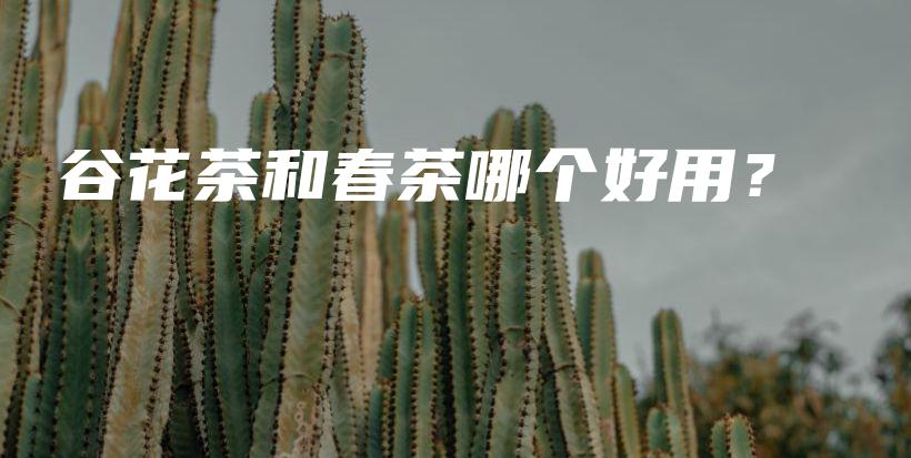 谷花茶和春茶哪个好用？插图