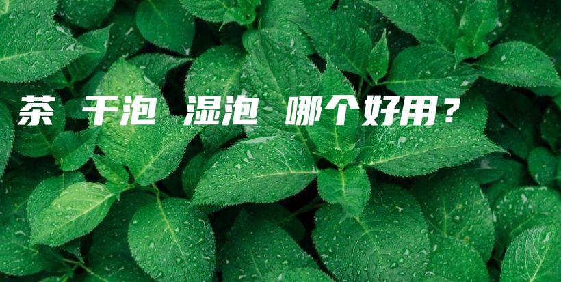 茶 干泡 湿泡 哪个好用？插图