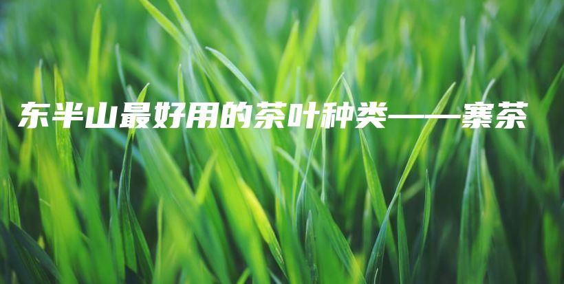 东半山最好用的茶叶种类——寨茶插图