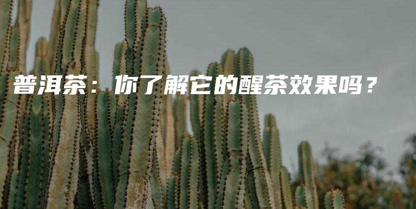 普洱茶：你了解它的醒茶效果吗？插图