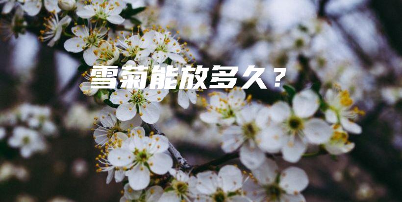 雪菊能放多久？插图