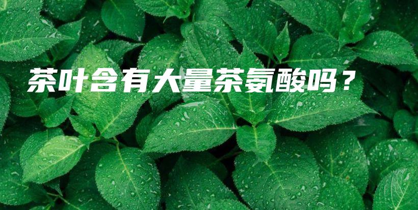 茶叶含有大量茶氨酸吗？插图