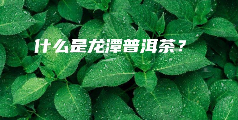 什么是龙潭普洱茶？插图