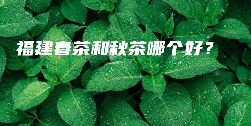 福建春茶和秋茶哪个好？插图